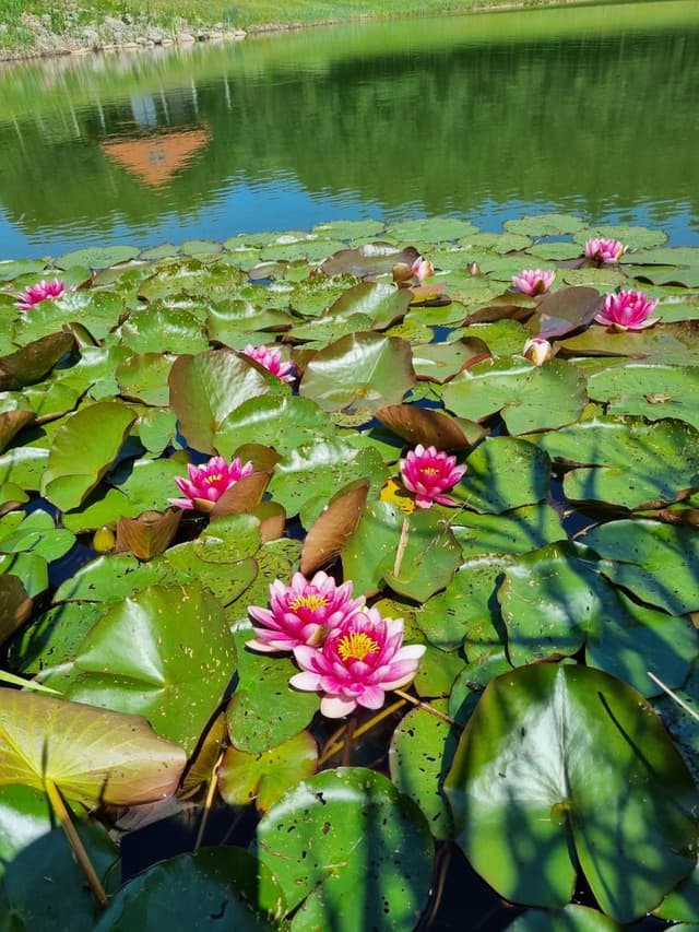 Suryas jogos centras