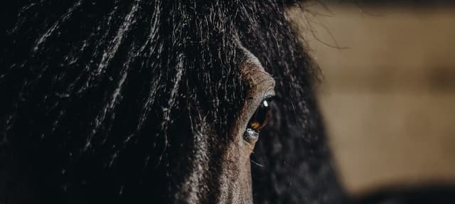 Vytis, žirginio sporto klubas