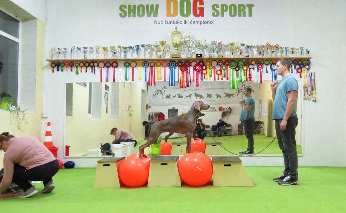 ShowDOGSport — sporto klubas Panevėžys